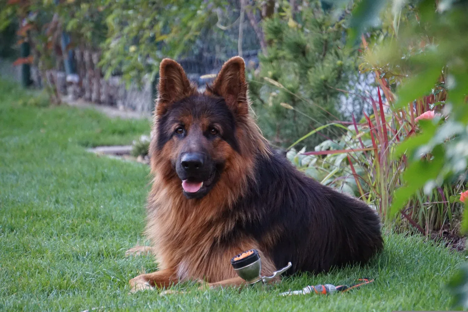 Tu perro se hace mayor: nutrición y cuidados del perro senior